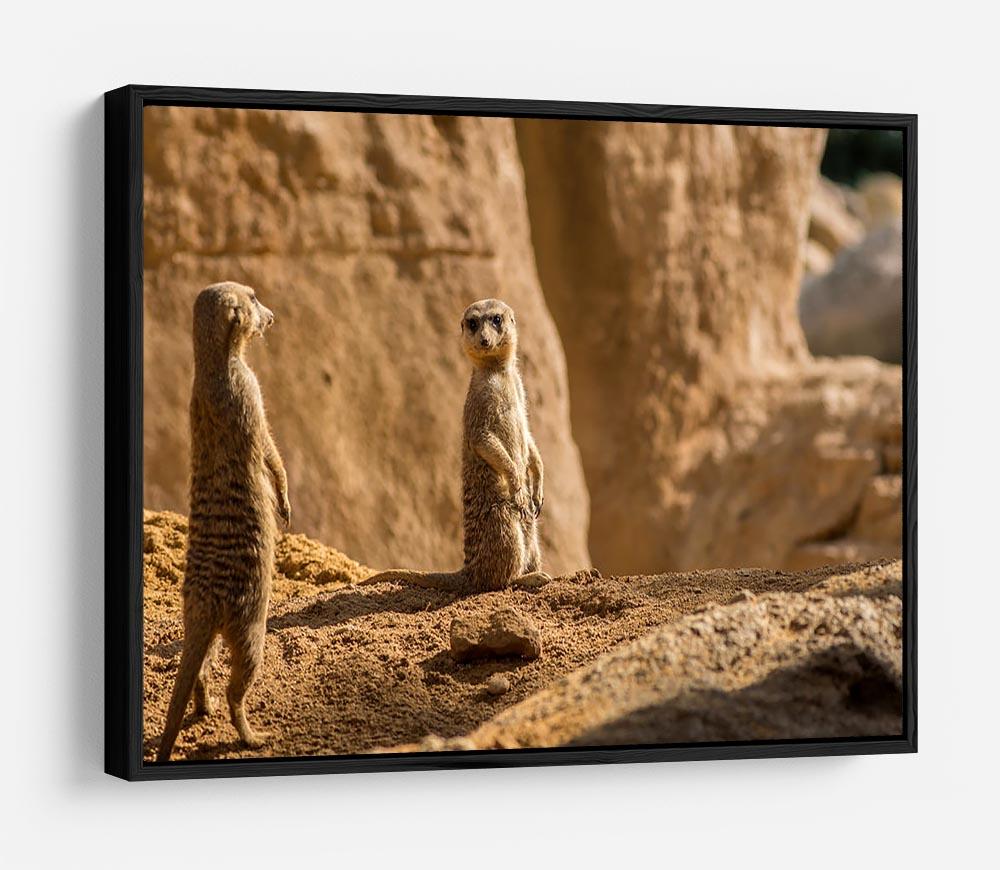 Two alert Meerkats in the desert HD Metal Print - Canvas Art Rocks - 6