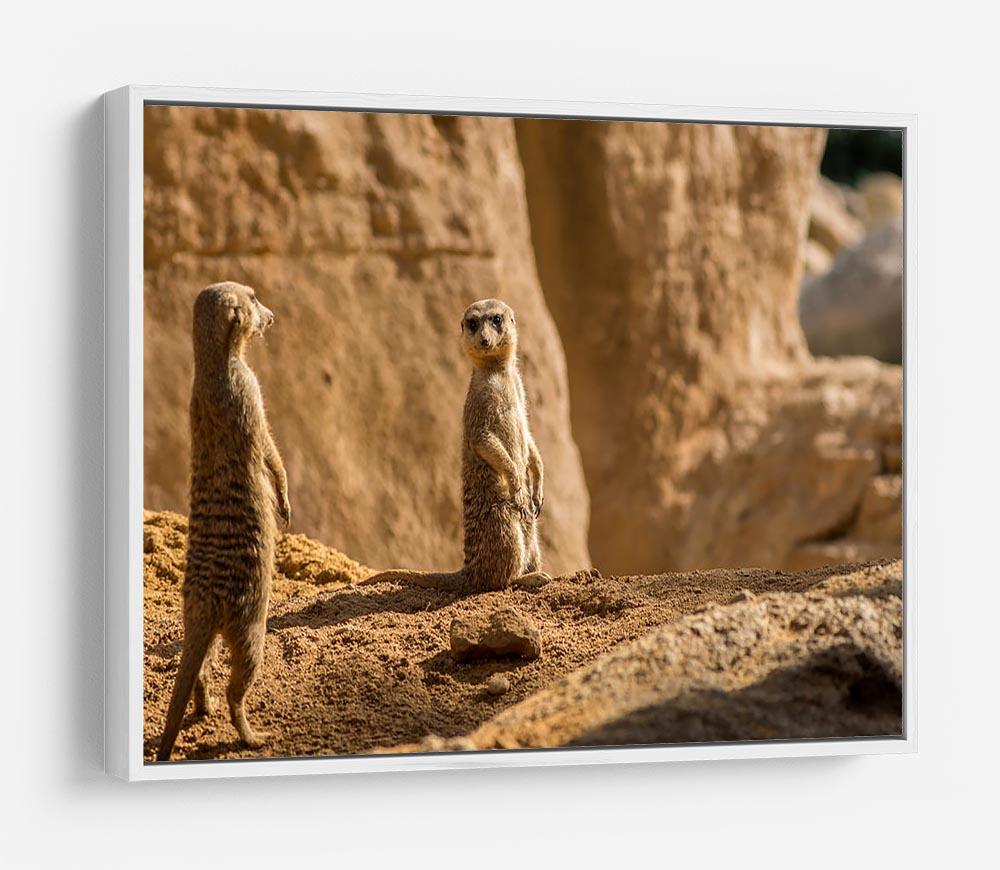 Two alert Meerkats in the desert HD Metal Print - Canvas Art Rocks - 7