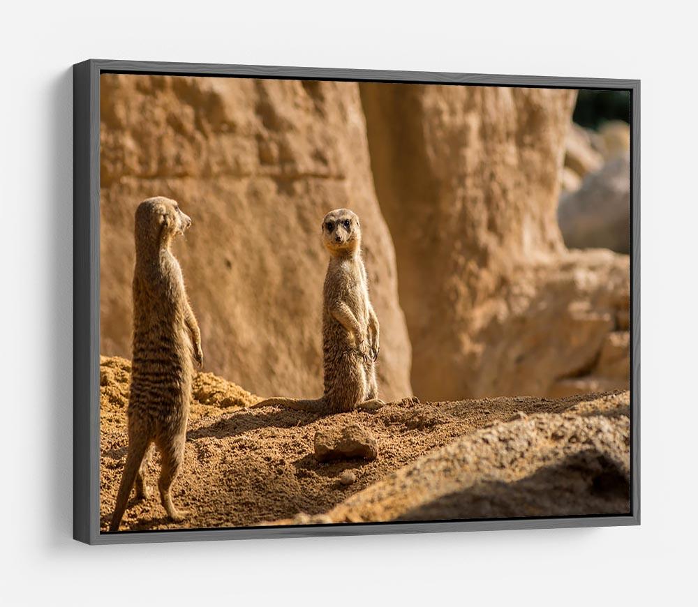 Two alert Meerkats in the desert HD Metal Print - Canvas Art Rocks - 9