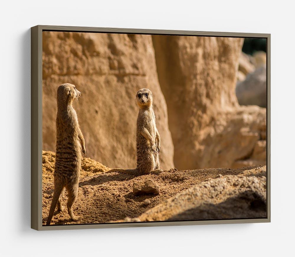 Two alert Meerkats in the desert HD Metal Print - Canvas Art Rocks - 10