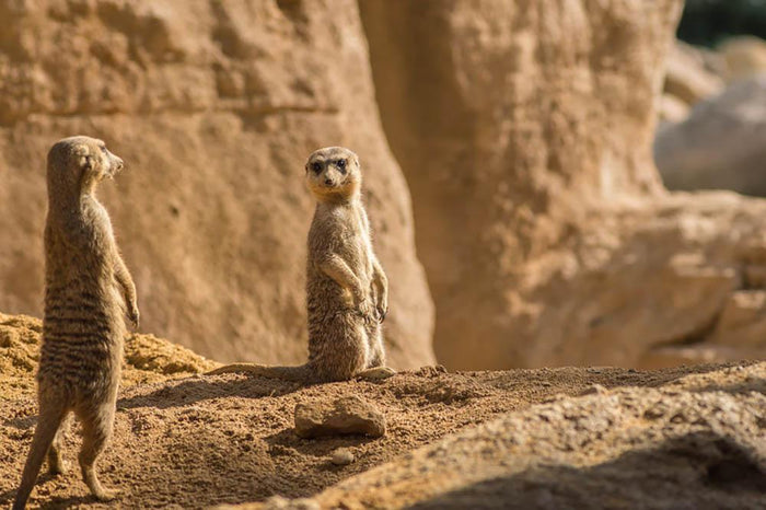 Two alert Meerkats in the desert Wall Mural Wallpaper
