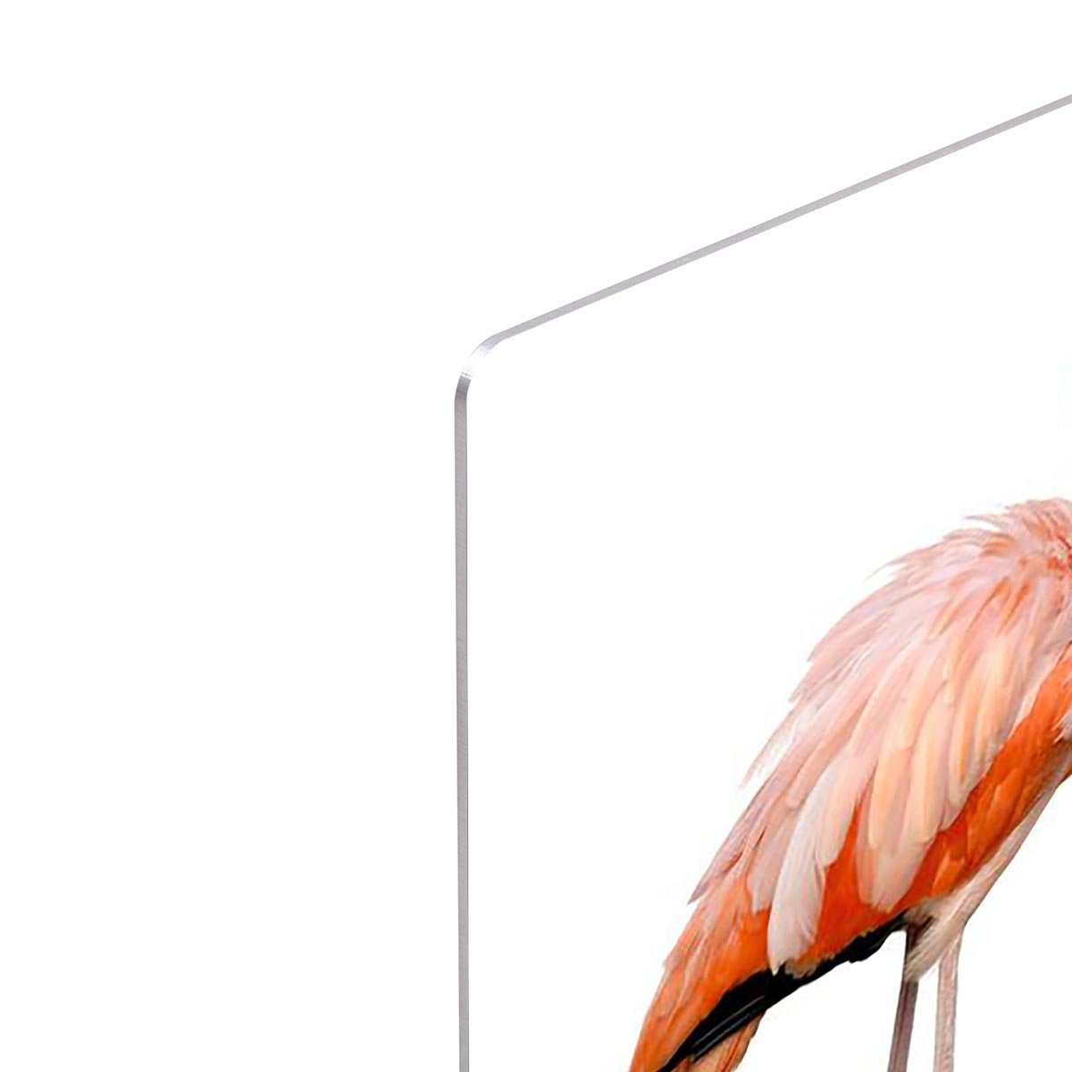Two beautiful flamingos in love HD Metal Print - Canvas Art Rocks - 4