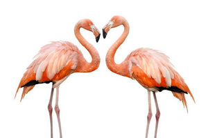 Two beautiful flamingos in love Wall Mural Wallpaper - Canvas Art Rocks - 1