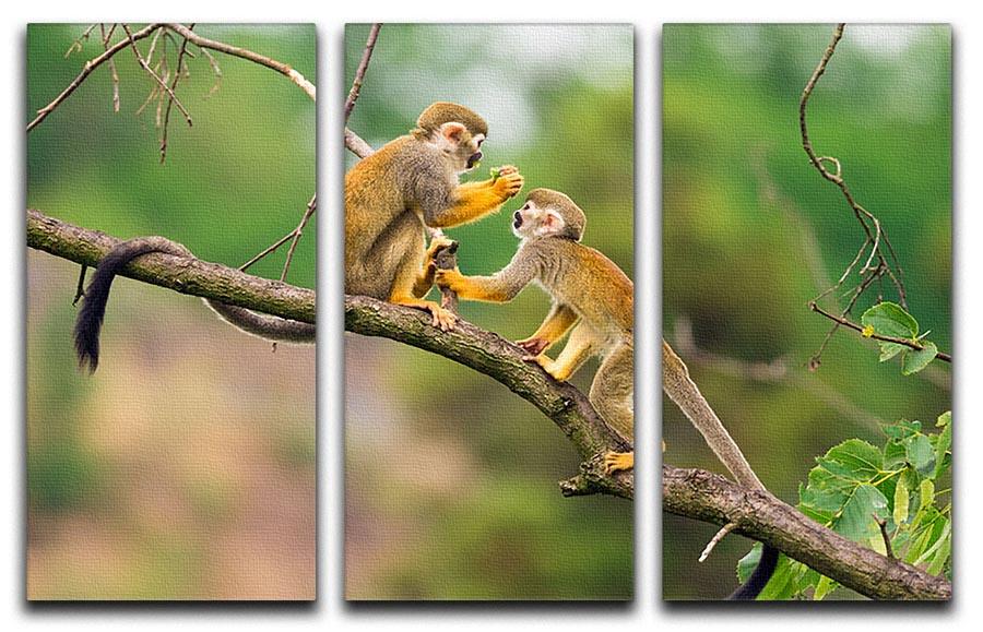 Two common squirrel monkeys 3 Split Panel Canvas Print - Canvas Art Rocks - 1