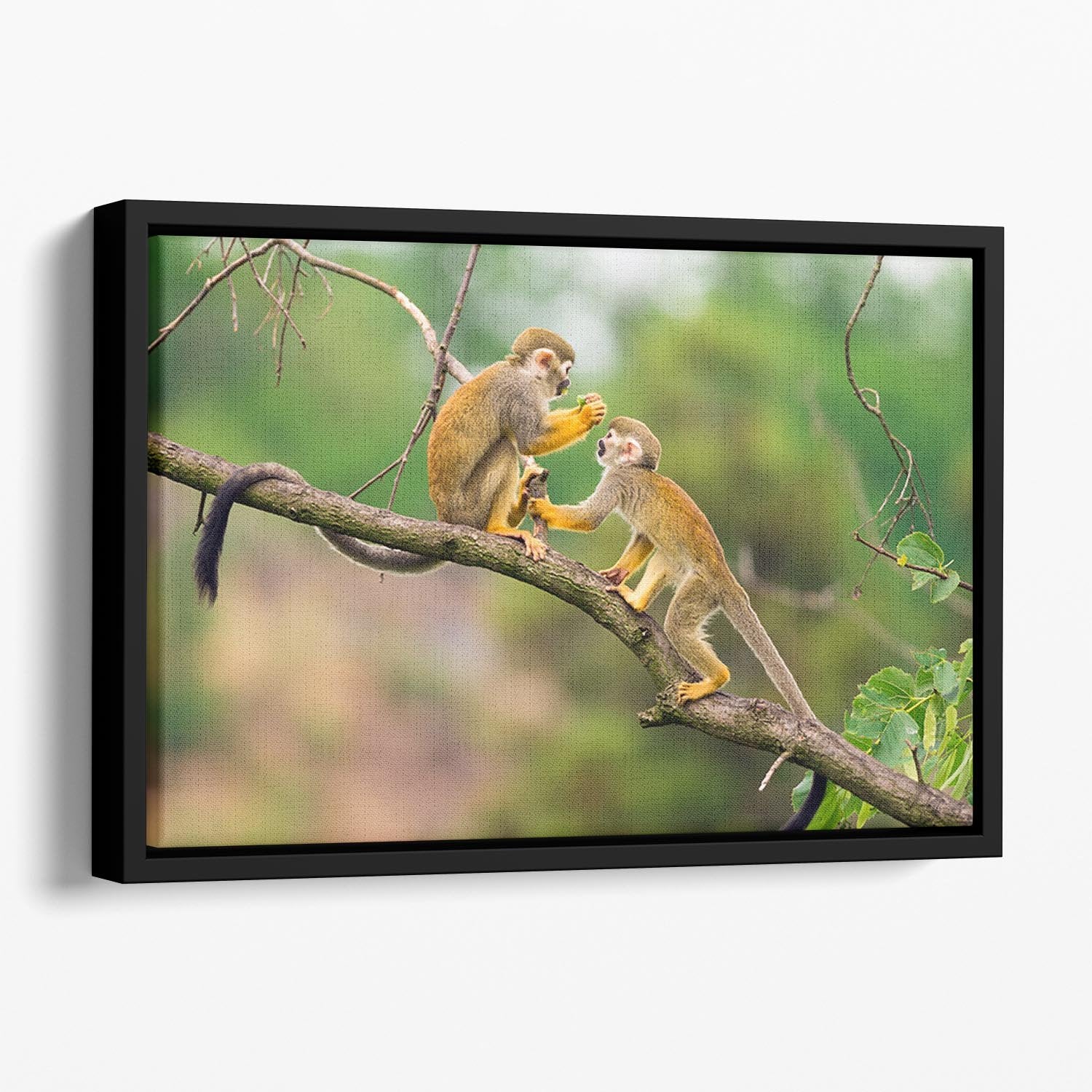 Two common squirrel monkeys Floating Framed Canvas - Canvas Art Rocks - 1