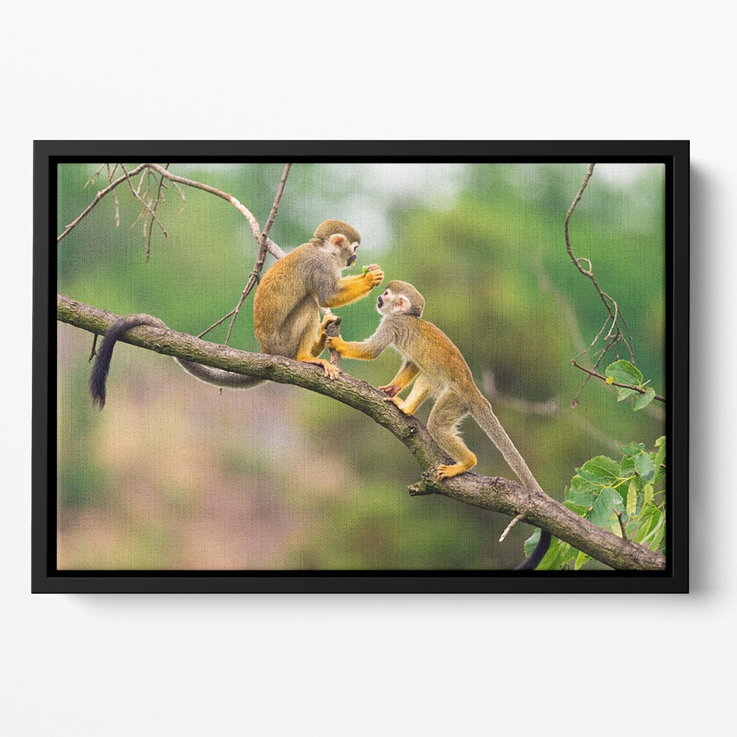 Two common squirrel monkeys Floating Framed Canvas - Canvas Art Rocks - 2