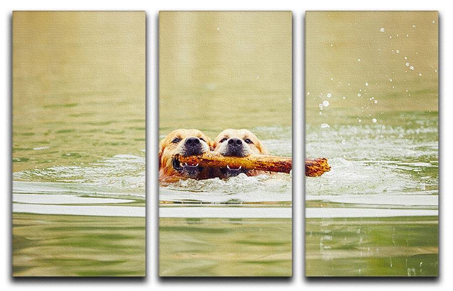 Two golden retrievers dogs are swimming with stick 3 Split Panel Canvas Print - Canvas Art Rocks - 1