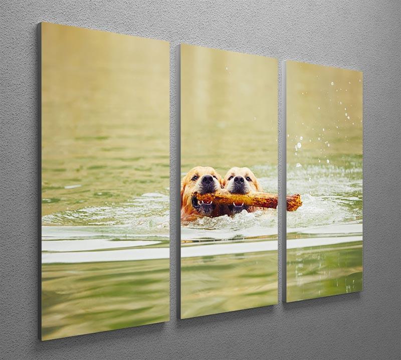 Two golden retrievers dogs are swimming with stick 3 Split Panel Canvas Print - Canvas Art Rocks - 2