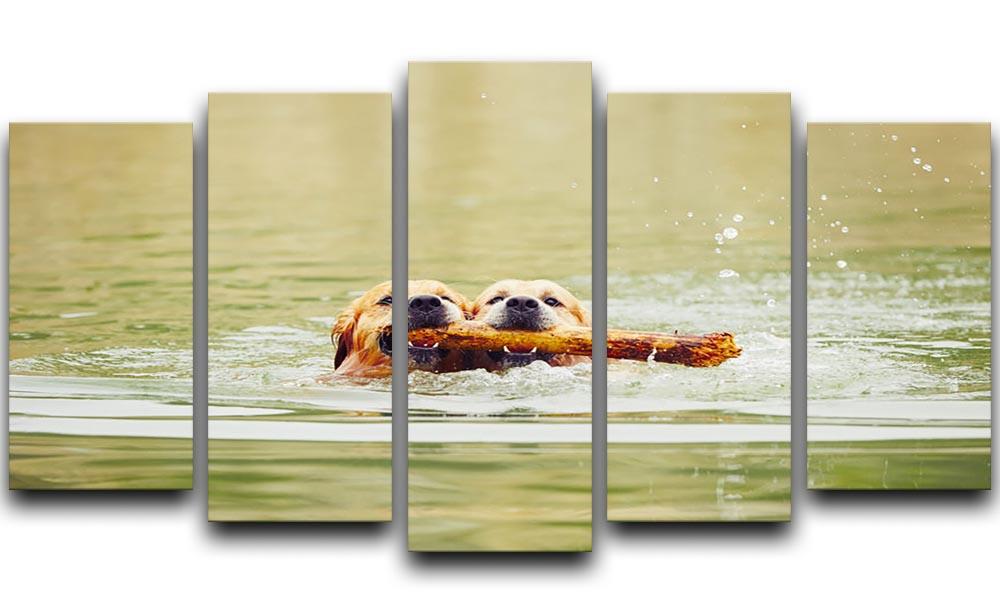 Two golden retrievers dogs are swimming with stick 5 Split Panel Canvas - Canvas Art Rocks - 1
