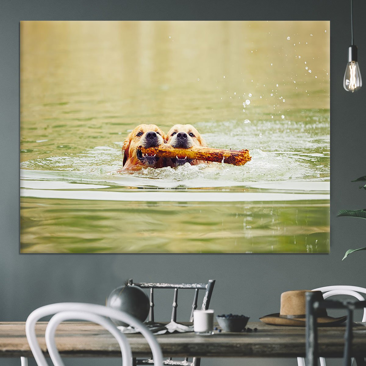 Two golden retrievers dogs are swimming with stick Canvas Print or Poster