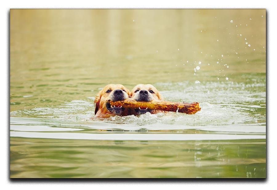 Two golden retrievers dogs are swimming with stick Canvas Print or Poster - Canvas Art Rocks - 1