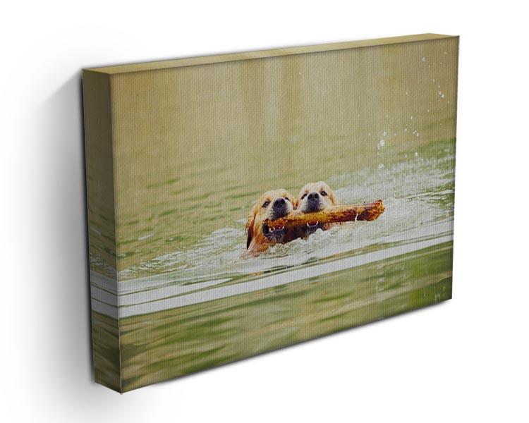 Two golden retrievers dogs are swimming with stick Canvas Print or Poster - Canvas Art Rocks - 3