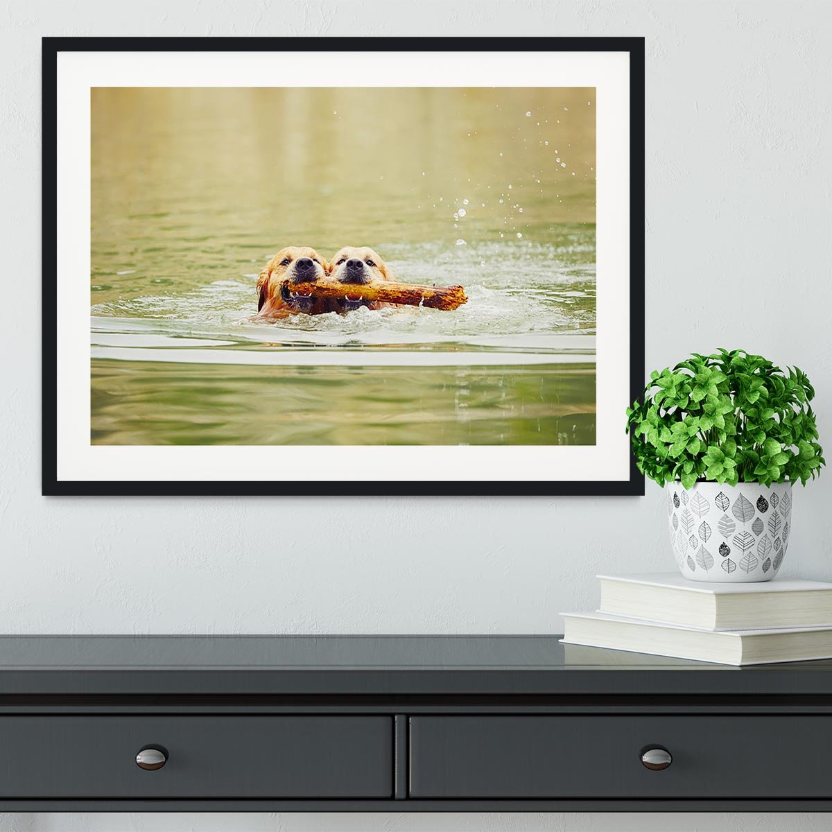 Two golden retrievers dogs are swimming with stick Framed Print - Canvas Art Rocks - 1