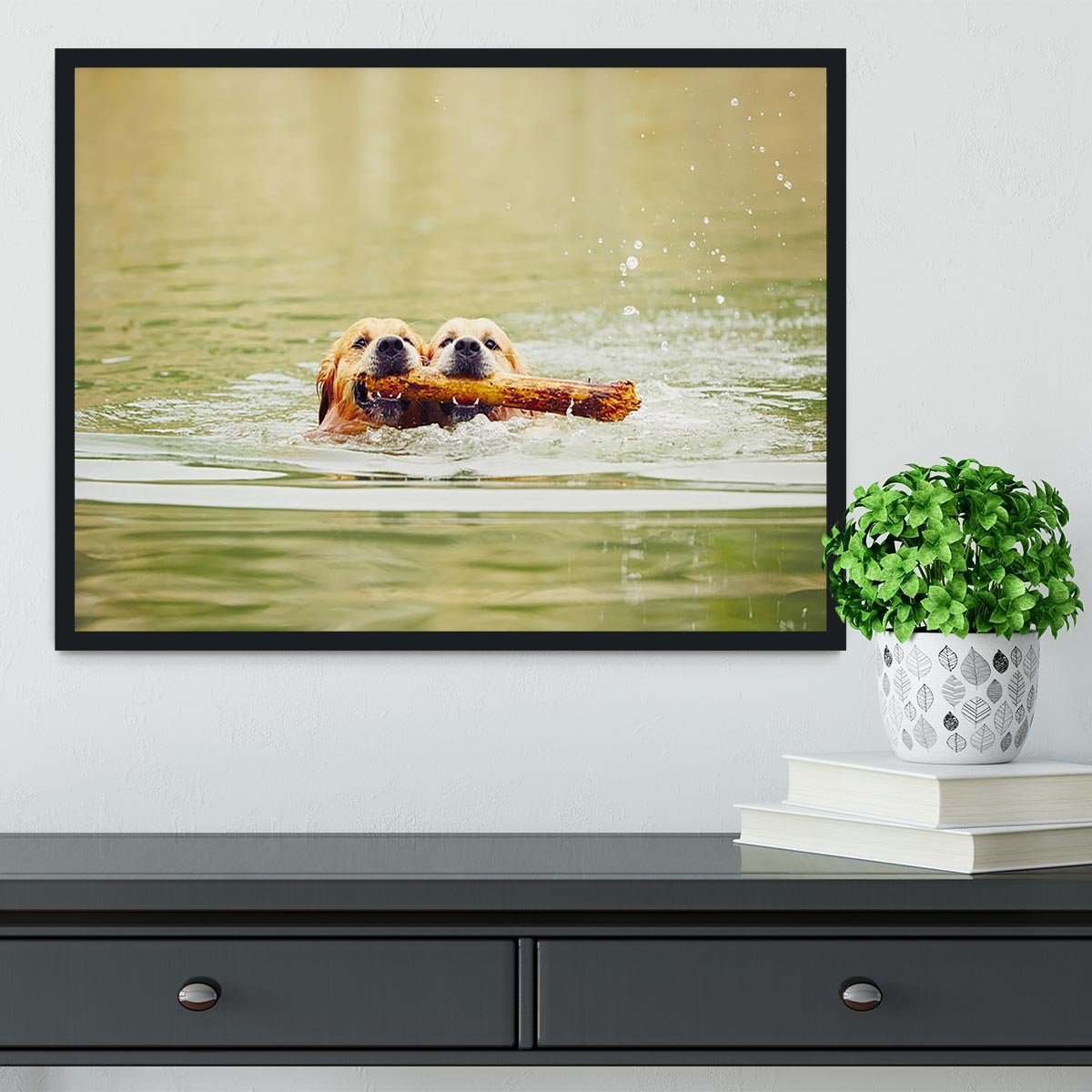 Two golden retrievers dogs are swimming with stick Framed Print - Canvas Art Rocks - 2