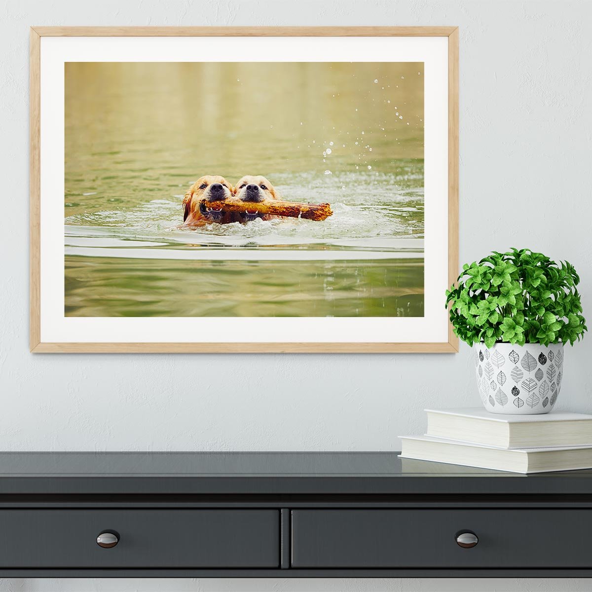 Two golden retrievers dogs are swimming with stick Framed Print - Canvas Art Rocks - 3