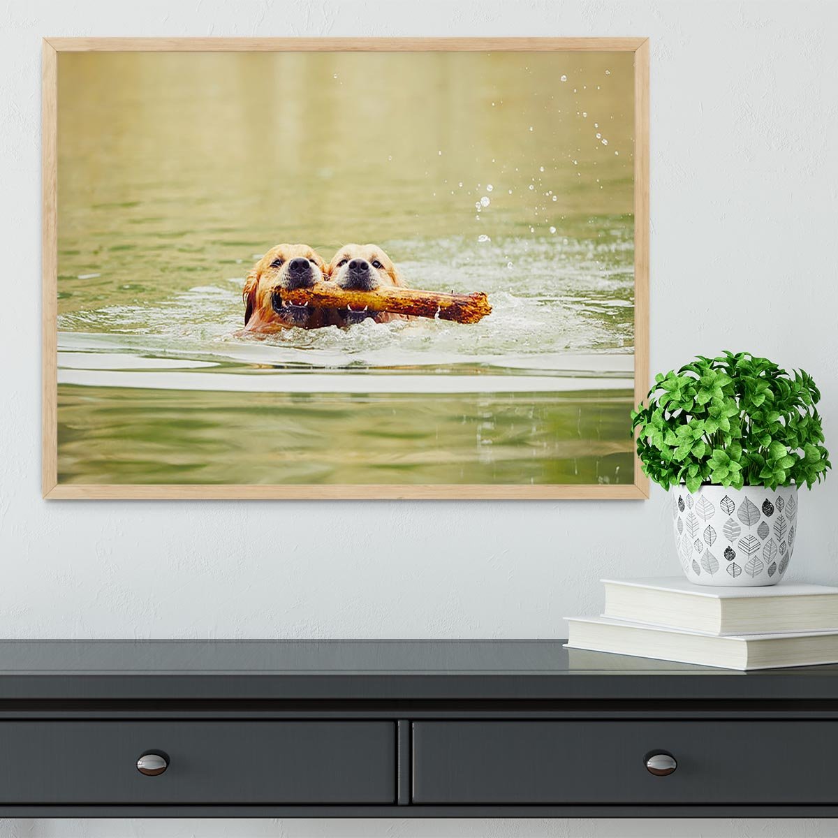 Two golden retrievers dogs are swimming with stick Framed Print - Canvas Art Rocks - 4