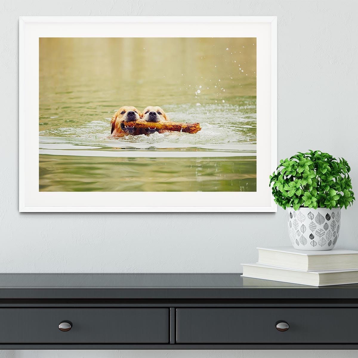 Two golden retrievers dogs are swimming with stick Framed Print - Canvas Art Rocks - 5