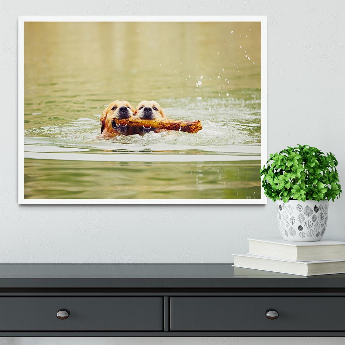 Two golden retrievers dogs are swimming with stick Framed Print - Canvas Art Rocks -6