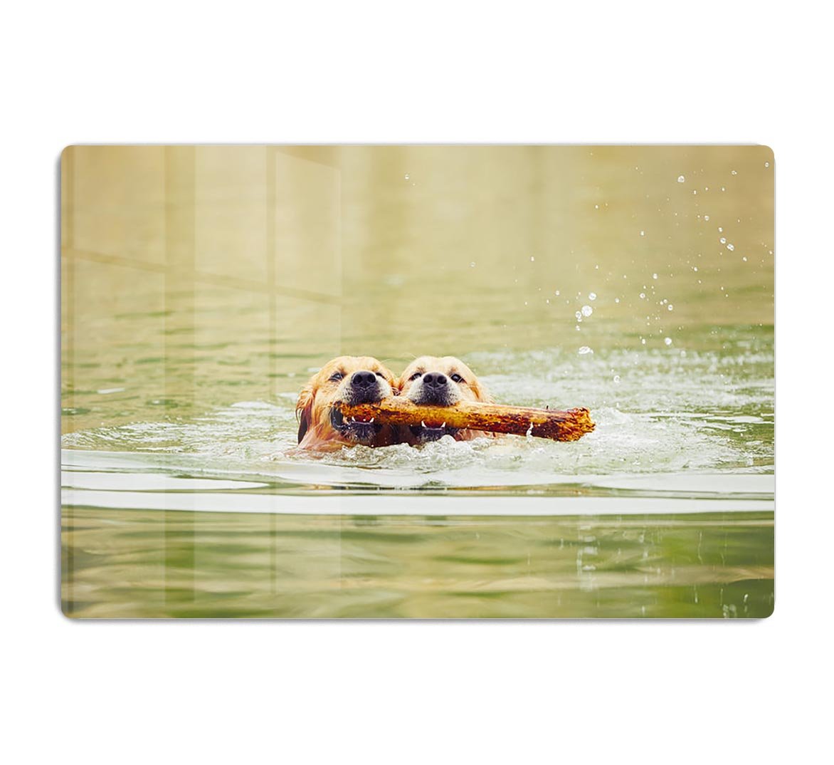 Two golden retrievers dogs are swimming with stick HD Metal Print - Canvas Art Rocks - 1
