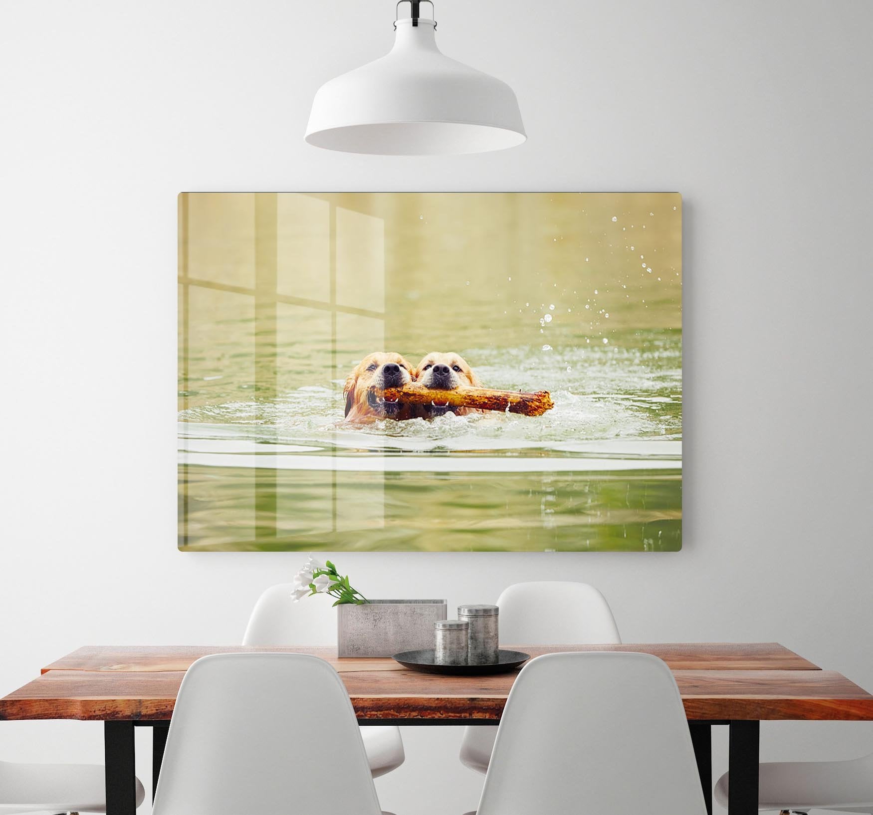 Two golden retrievers dogs are swimming with stick HD Metal Print - Canvas Art Rocks - 2