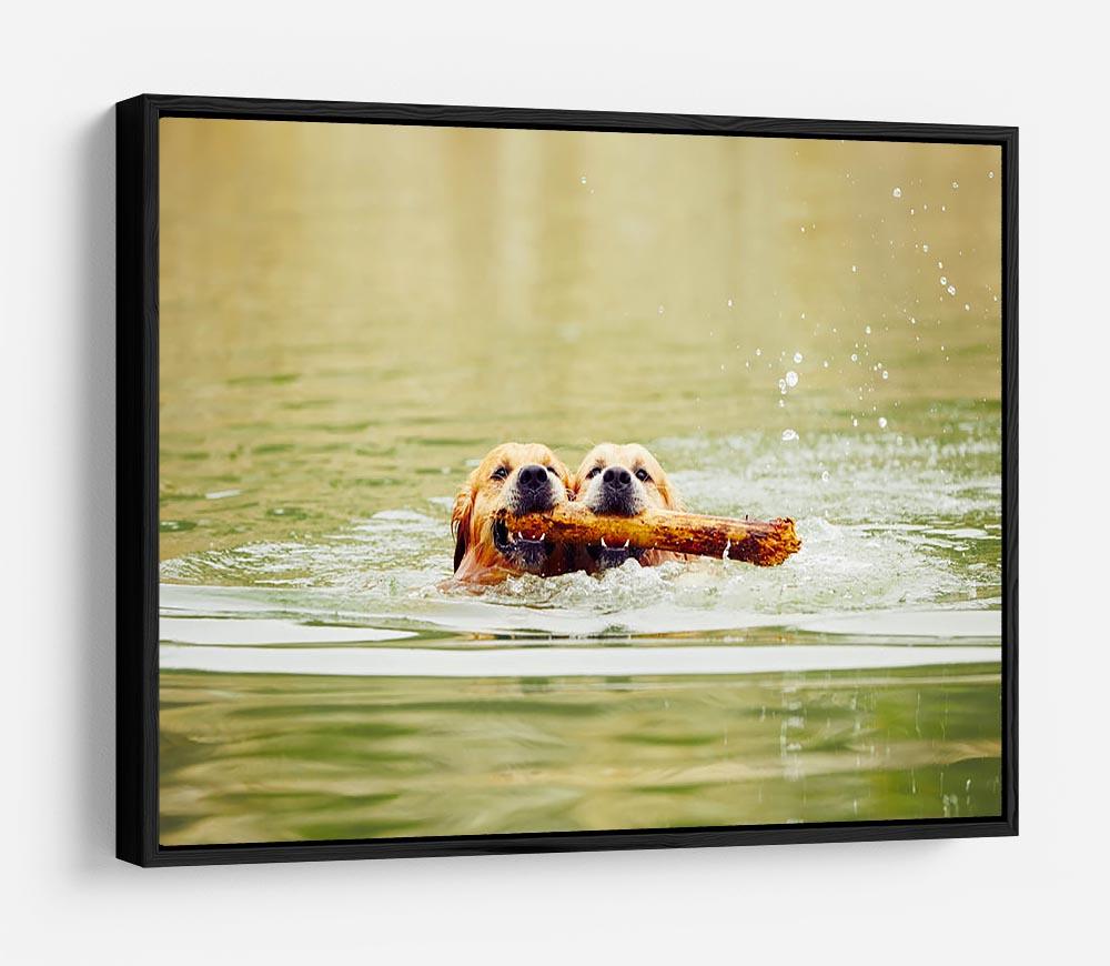 Two golden retrievers dogs are swimming with stick HD Metal Print - Canvas Art Rocks - 6