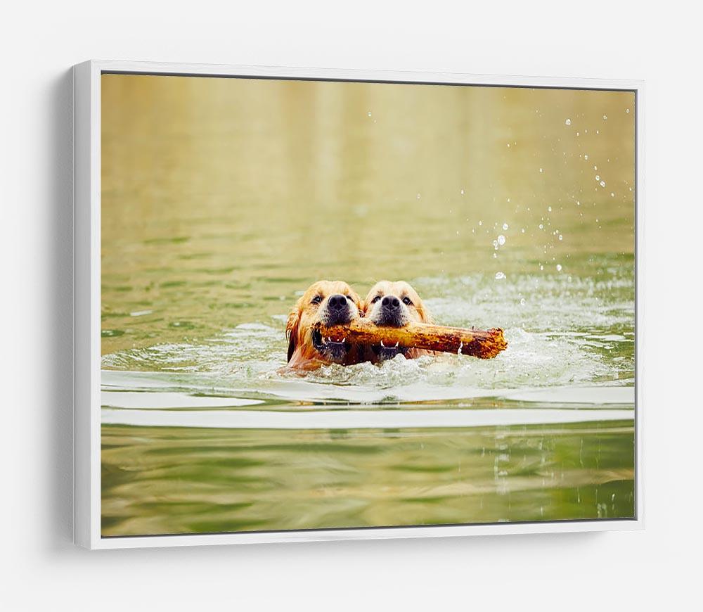 Two golden retrievers dogs are swimming with stick HD Metal Print - Canvas Art Rocks - 7