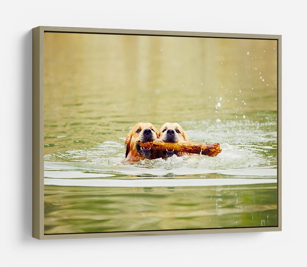 Two golden retrievers dogs are swimming with stick HD Metal Print - Canvas Art Rocks - 8