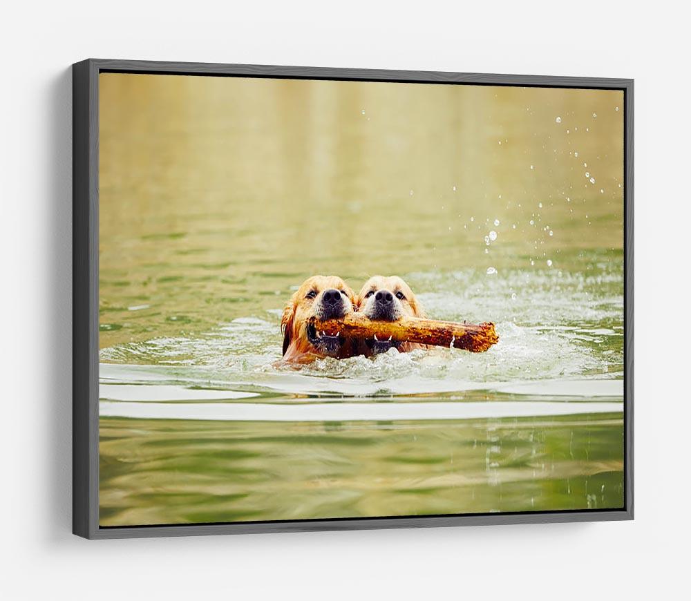 Two golden retrievers dogs are swimming with stick HD Metal Print - Canvas Art Rocks - 9
