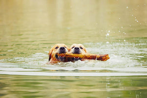 Two golden retrievers dogs are swimming with stick Wall Mural Wallpaper - Canvas Art Rocks - 1