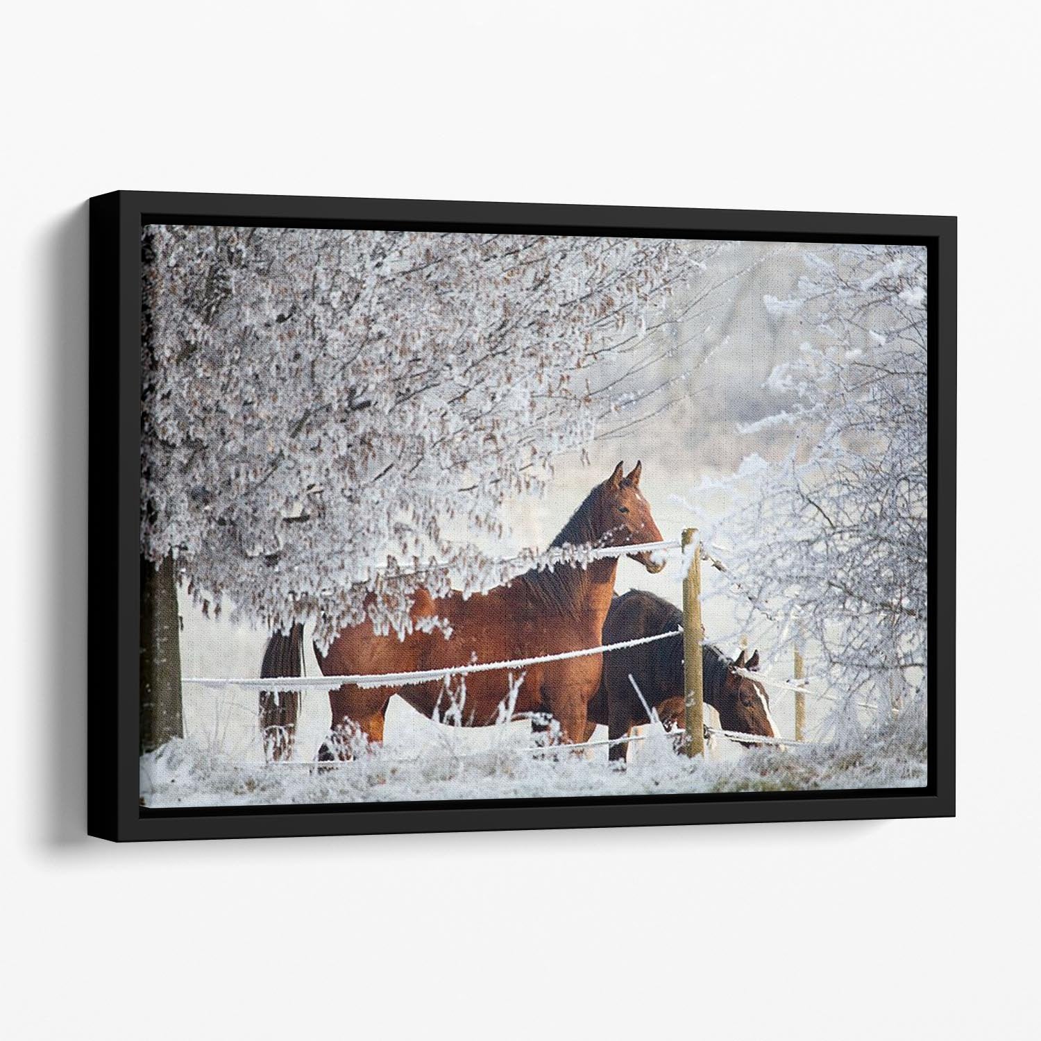Two horses in a winter landscape Floating Framed Canvas - Canvas Art Rocks - 1