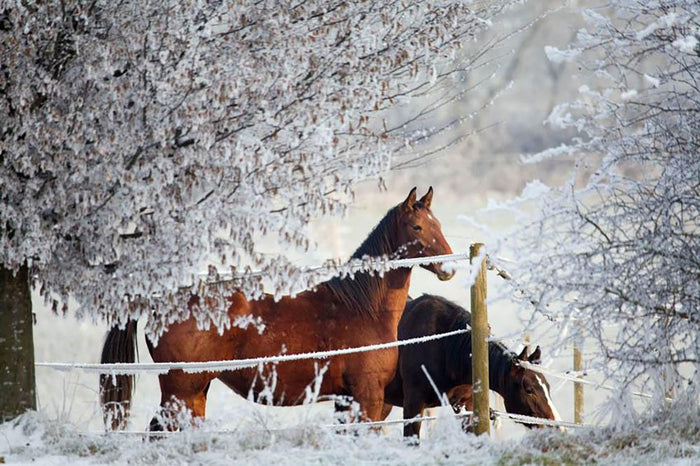 Two horses in a winter landscape Wall Mural Wallpaper