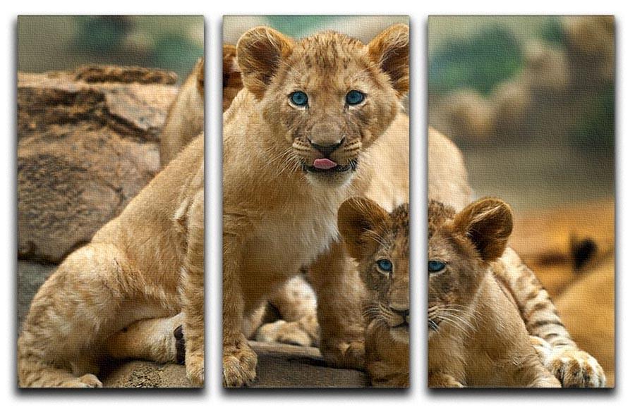 Two little Lion Cubs looking at something 3 Split Panel Canvas Print - Canvas Art Rocks - 1