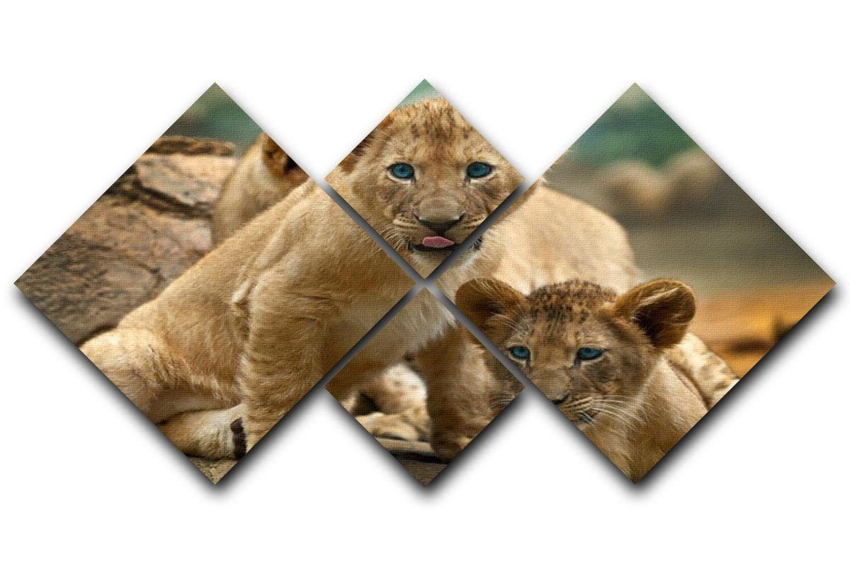 Two little Lion Cubs looking at something 4 Square Multi Panel Canvas - Canvas Art Rocks - 1