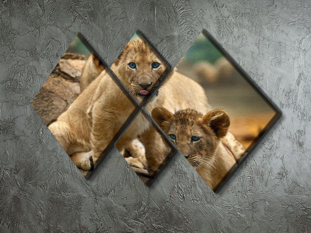 Two little Lion Cubs looking at something 4 Square Multi Panel Canvas - Canvas Art Rocks - 2