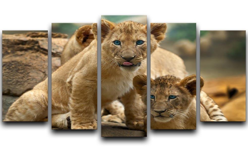 Two little Lion Cubs looking at something 5 Split Panel Canvas - Canvas Art Rocks - 1