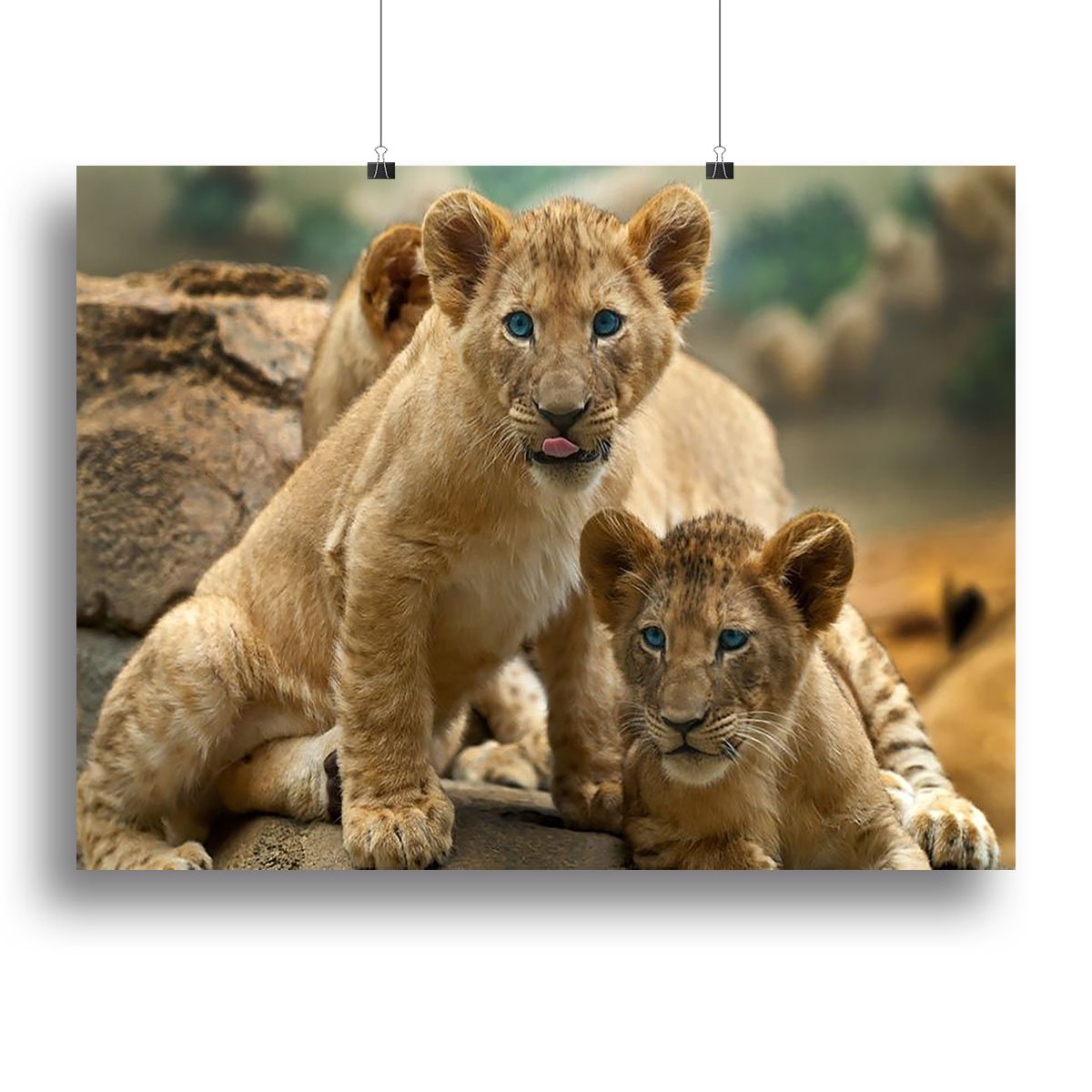 Two little Lion Cubs looking at something Canvas Print or Poster