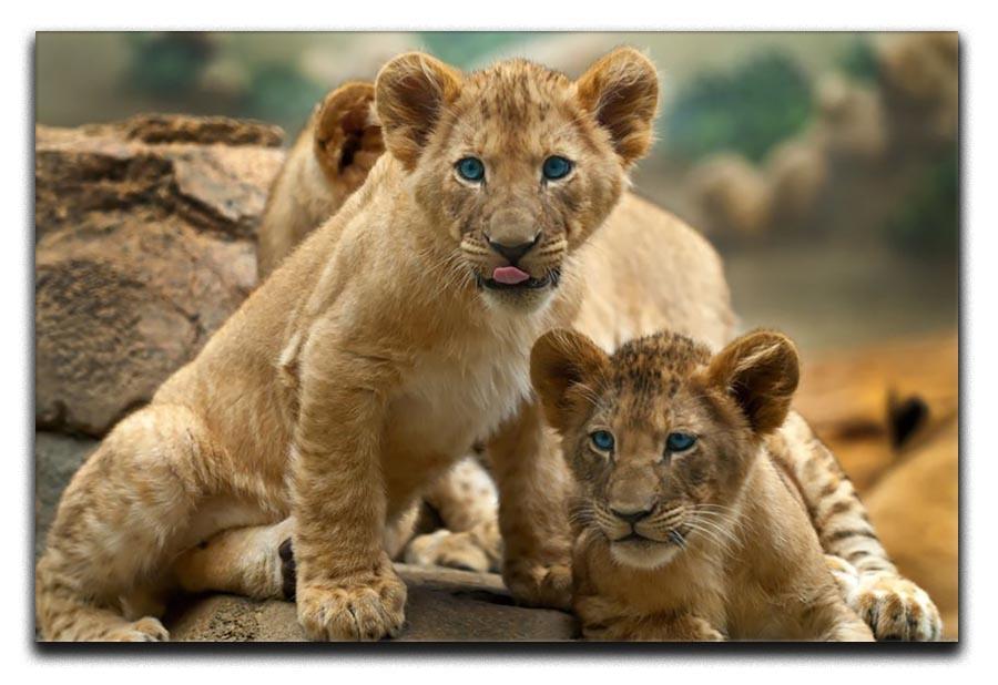Two little Lion Cubs looking at something Canvas Print or Poster - Canvas Art Rocks - 1