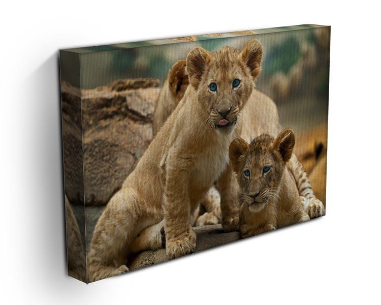 Two little Lion Cubs looking at something Canvas Print or Poster - Canvas Art Rocks - 3