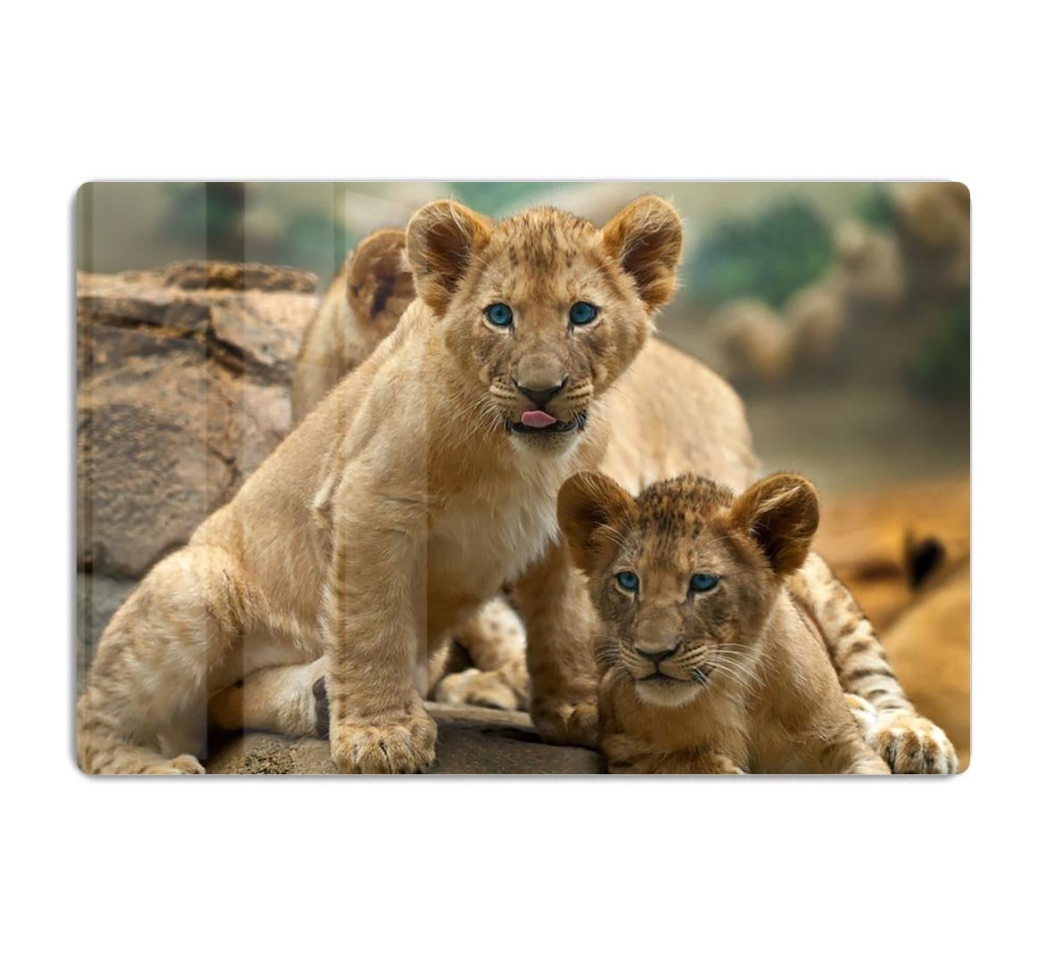 Two little Lion Cubs looking at something HD Metal Print - Canvas Art Rocks - 1