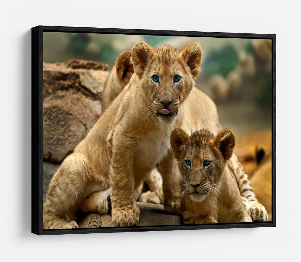 Two little Lion Cubs looking at something HD Metal Print - Canvas Art Rocks - 6
