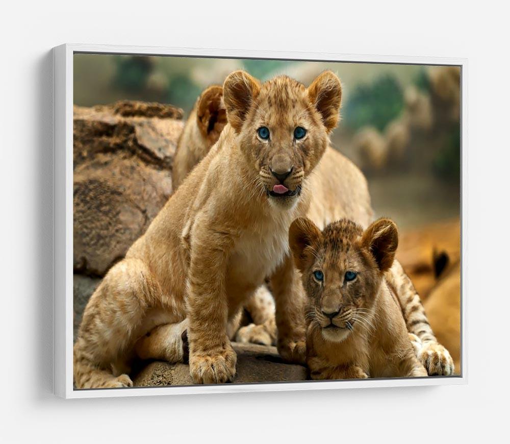 Two little Lion Cubs looking at something HD Metal Print - Canvas Art Rocks - 7
