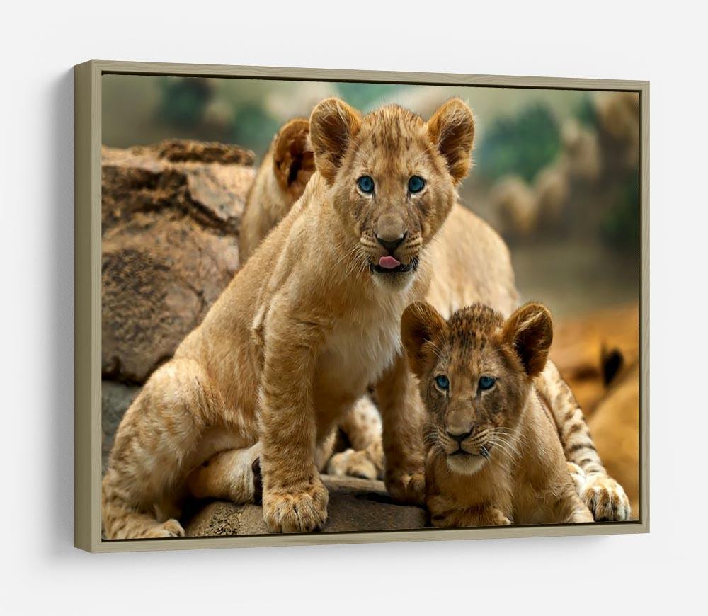 Two little Lion Cubs looking at something HD Metal Print - Canvas Art Rocks - 8