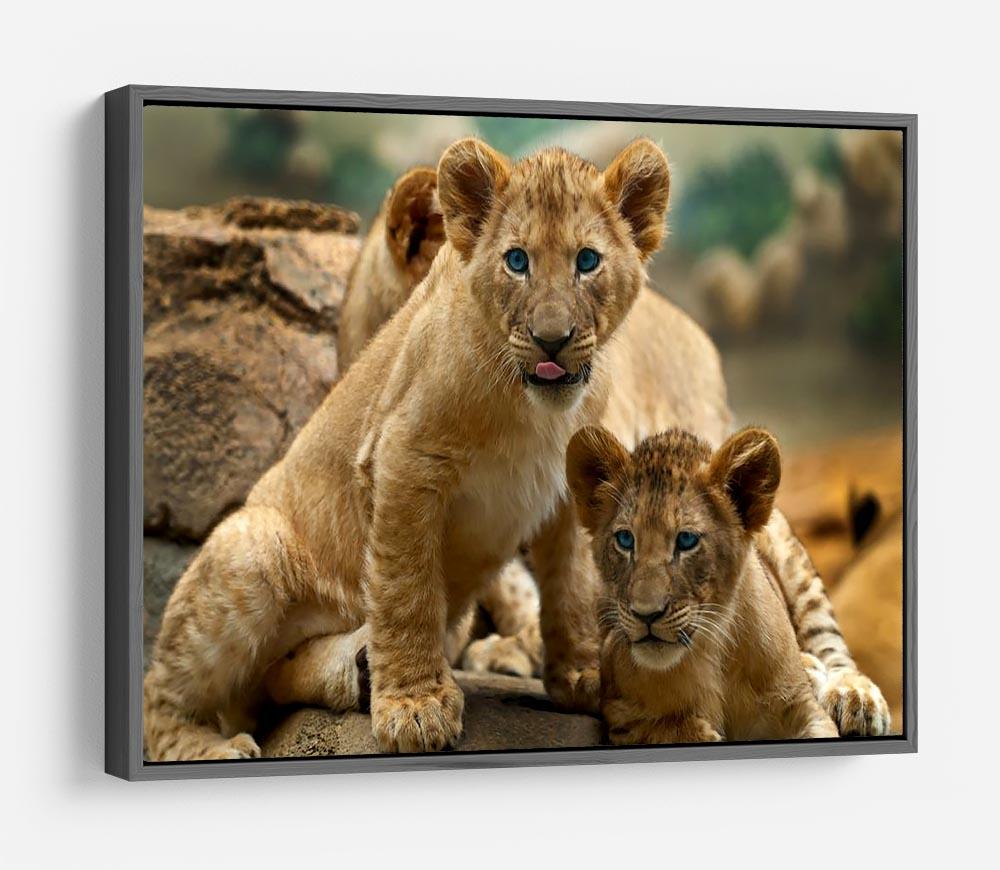 Two little Lion Cubs looking at something HD Metal Print - Canvas Art Rocks - 9