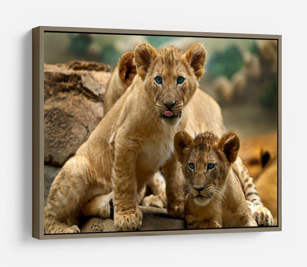 Two little Lion Cubs looking at something HD Metal Print - Canvas Art Rocks - 10