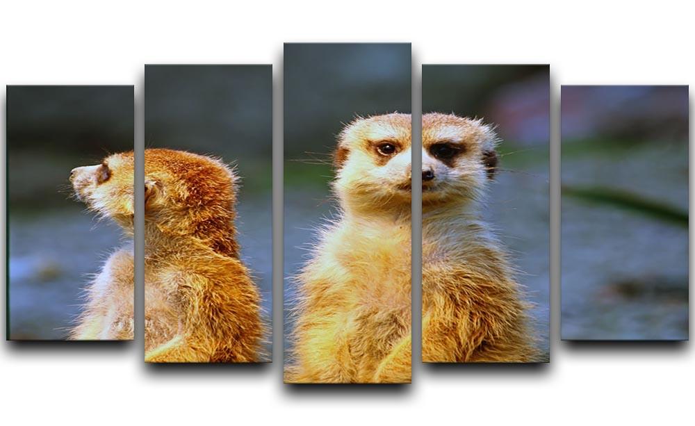 Two meerkats watching over their family in zoo 5 Split Panel Canvas - Canvas Art Rocks - 1