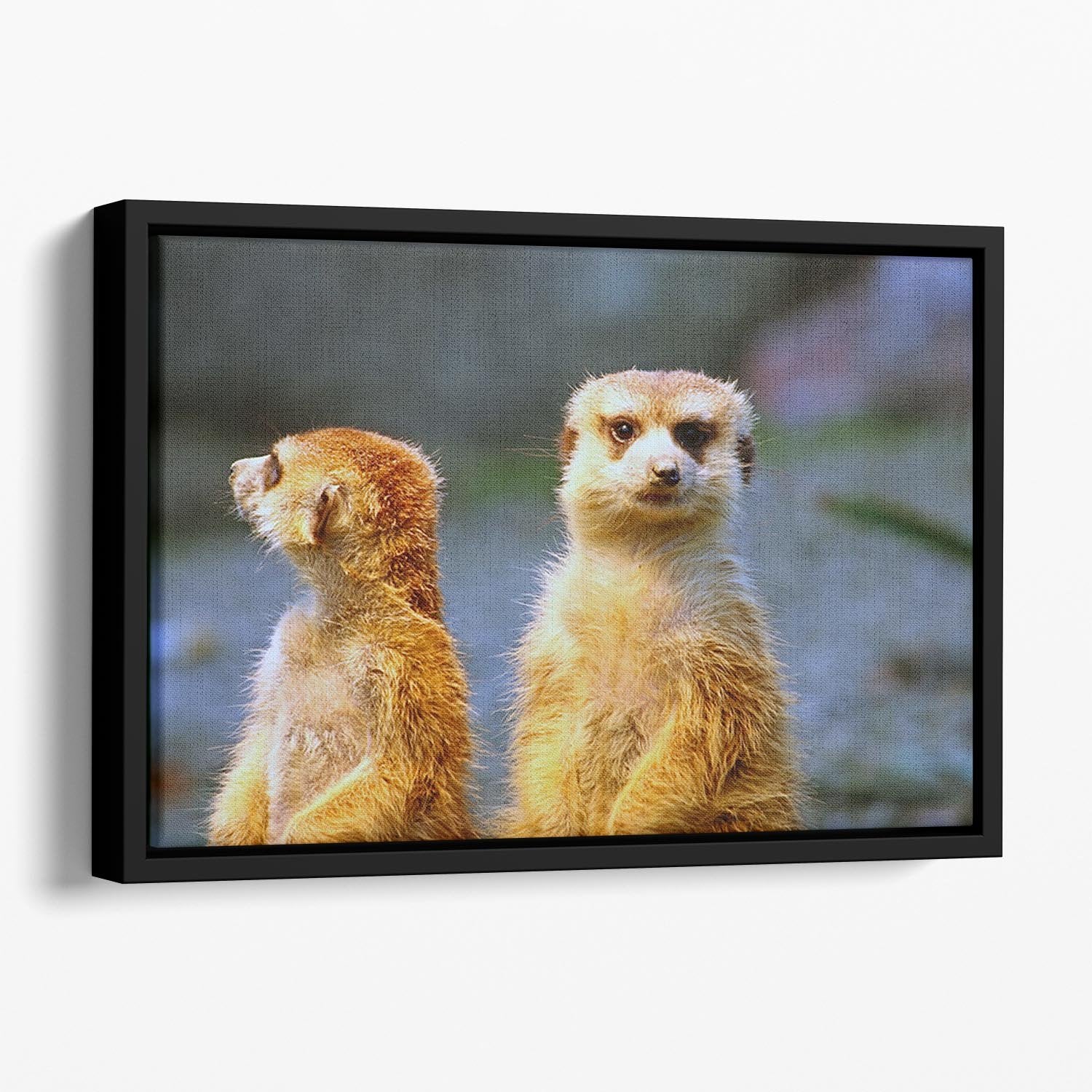 Two meerkats watching over their family in zoo Floating Framed Canvas - Canvas Art Rocks - 1
