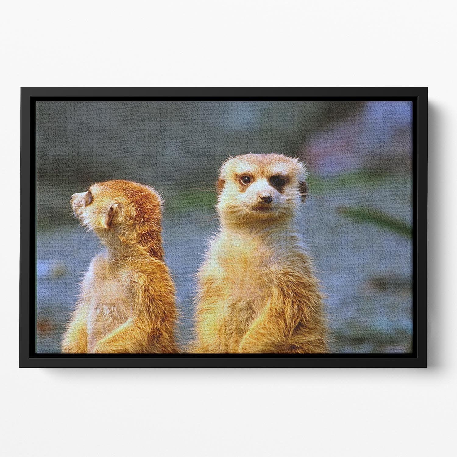 Two meerkats watching over their family in zoo Floating Framed Canvas - Canvas Art Rocks - 2
