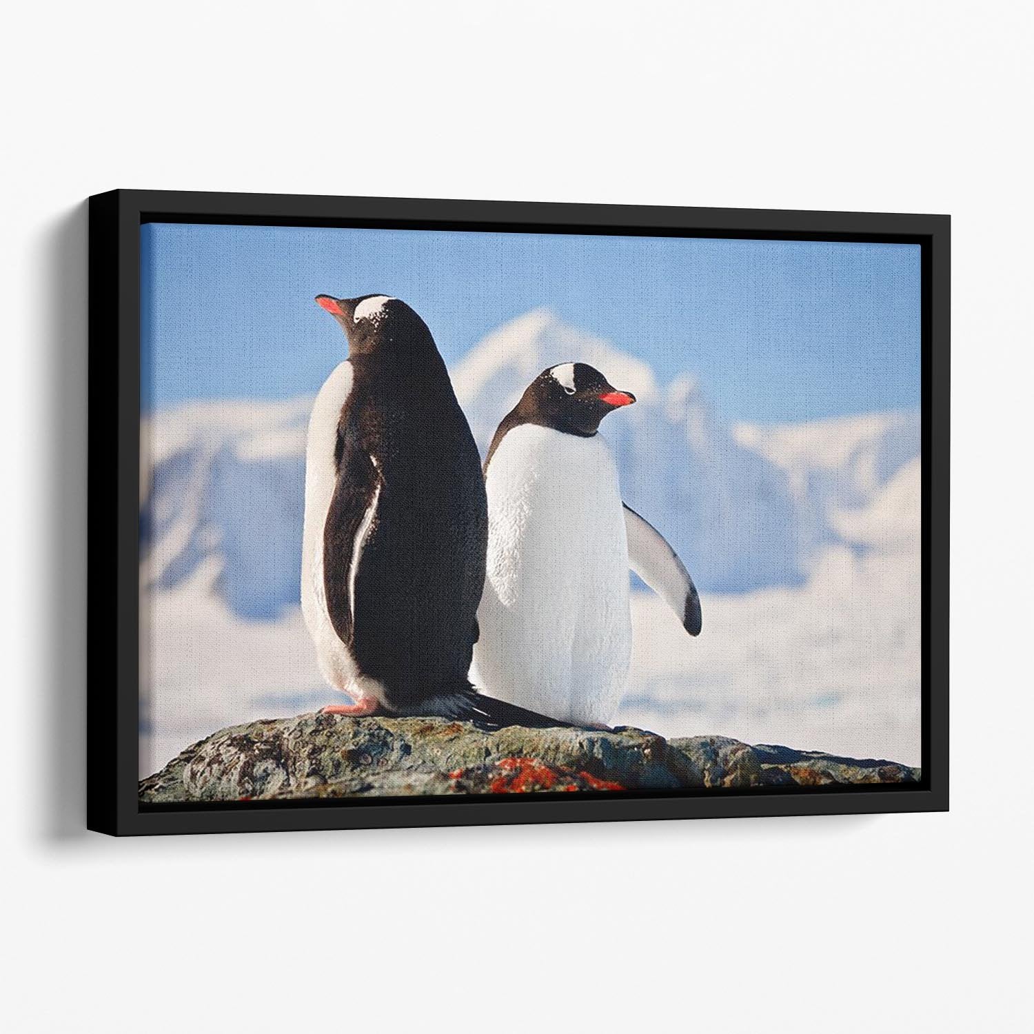 Two penguins dreaming sitting on a rock Floating Framed Canvas - Canvas Art Rocks - 1