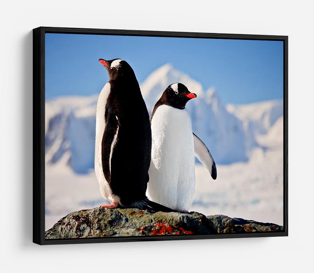 Two penguins dreaming sitting on a rock HD Metal Print - Canvas Art Rocks - 6
