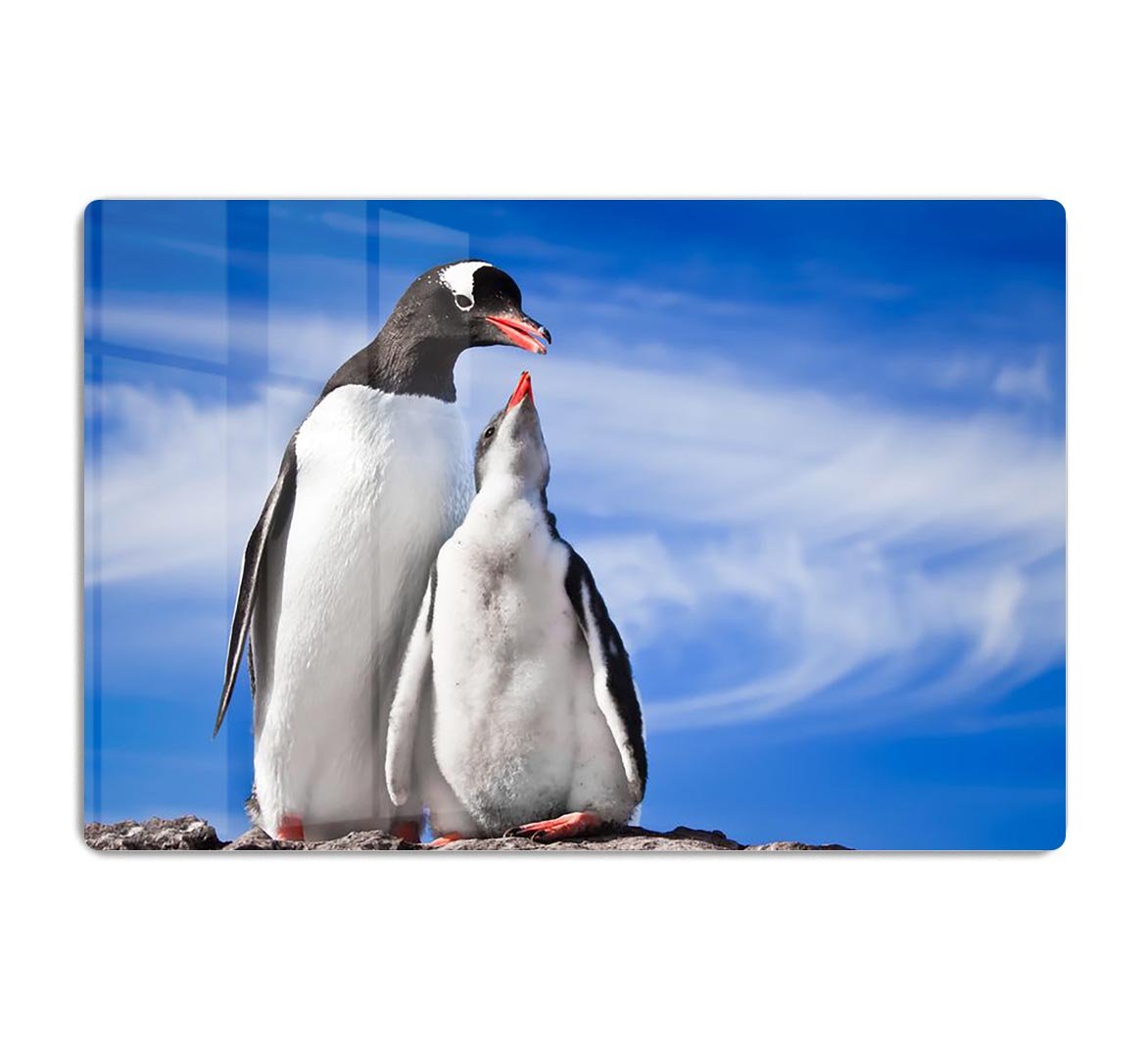 Two penguins resting HD Metal Print - Canvas Art Rocks - 1